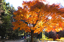 紅葉真っ盛り!(津久井湖城山公園)(2024年12月撮影分)の拡大写真を表示