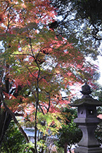 川尻八幡神社の紅葉(2024年12月撮影分)の拡大写真を表示