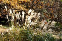 晩秋の城山公園 （2024年12月撮影分）の拡大写真を表示