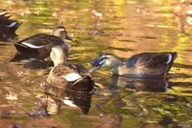 ちょっかいをかけてる鴨(相模原北公園)(2024年12月撮影分)の拡大写真を表示