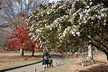 県立相模原公園の山茶花ともみじ(2025年12月撮影分)の拡大写真を表示