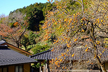 柿のある風景(城山公園)(2025年12月撮影分)の拡大写真を表示