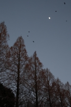 ねぐらに急ぐ(相模原公園)(2025年12月撮影分)の拡大写真を表示