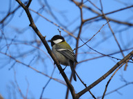 シジュウカラ（相模大野中央公園）（2025年1月撮影分）の拡大写真を表示