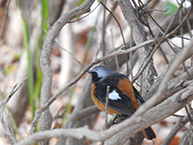 ジョウビタキ（相模原麻溝公園）（2025年1月撮影分）の拡大写真を表示