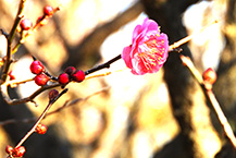 梅一輪（相模原北公園）（2025年1月撮影分）の拡大写真を表示