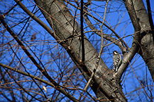 コゲラ（相模大野中央公園）（2025年1月撮影分）の拡大写真を表示