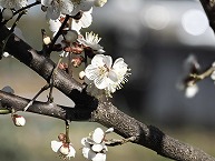 相模原市慰霊塔近辺の梅（南区東大沼）の拡大写真を表示