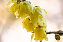 観音寺のロウバイ（緑区中野）（2025年2月撮影分）の拡大写真を表示