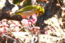 メジロ（相模原北公園）の拡大写真を表示