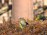 ウグイス（相模大野中央公園）（2025年2月撮影分）の拡大写真を表示