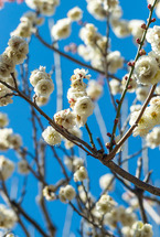 梅 at 相模原北公園（2025年2月撮影分）の拡大写真を表示