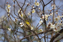 メジロとウメ（県立相模原公園） （2025年2月撮影分）の拡大写真を表示