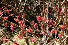 城山公園アカバナマンサクの花咲く　（2025年2月撮影分）の拡大写真を表示