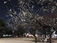 夜の横山公園にて　白梅（2025年2月撮影分）の拡大写真を表示