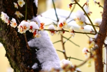 雪中梅・春の訪れ（相模緑道緑地）の拡大写真を表示