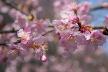 河津桜（相模湖林間公園）の拡大写真を表示
