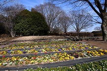 パンジー（県立相模原公園）の拡大写真を表示