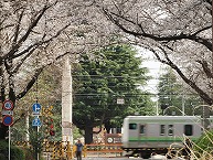 桜のアーチと横浜線の拡大写真を表示