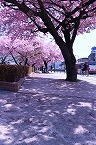 河津桜のトンネル（橋本公園）の拡大写真を表示