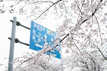 市役所さくら通りの桜の拡大写真を表示