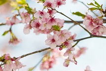 河津桜（河津桜あじさいライン）の拡大写真を表示