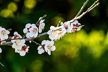 白梅（緑区又野）の拡大写真を表示