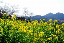 菜の花（緑区根小屋）の拡大写真を表示