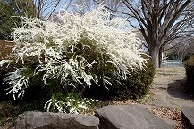 アメリカザイフリボク（ジューンベリー）（県立相模原公園）の拡大写真を表示