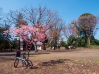 河津桜（新田稲荷神社）の拡大写真を表示