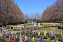 ルピナス（県立相模原公園）の拡大写真を表示