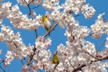 ハルメキザクラとメジロ（県立相模原公園）の拡大写真を表示