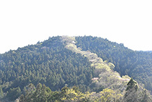 若葉の昇り龍（相模湖地区）の拡大写真を表示