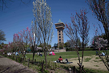 相模原麻溝公園のハナモモの拡大写真を表示