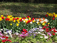 アネモネとチューリップ（県立相模原公園）の拡大写真を表示