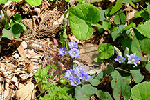 野草　フデリンドウ咲く（津久井湖城山公園）の拡大写真を表示