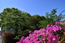 ツツジとハナミヅキ（上長久保南公園）の拡大写真を表示