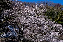 ソメイヨシノ（観音寺）の拡大写真を表示