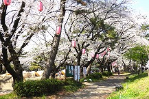 おおさわ桜まつり（相模川自然の村公園）の拡大写真を表示
