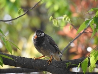 ムクドリ（相模大野中央公園）の拡大写真を表示