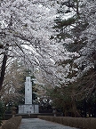 慰霊塔の桜の拡大写真を表示