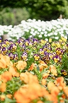 色とりどりの花の三重奏（神奈川県立相模原公園）の拡大写真を表示