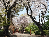 村富神社参道と桜の拡大写真を表示