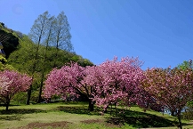 津久井湖城山公園（花の苑地）八重桜満開の拡大写真を表示