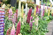 花の苑地にて（津久井湖城山公園）の拡大写真を表示