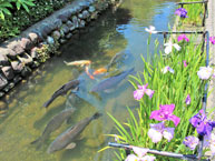 新堀用水路(烏山用水)の拡大写真を表示