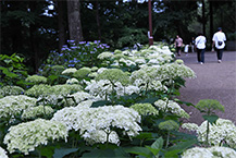 相模原北公園のアジサイフェスティバル(2024年6月撮影分)の拡大写真を表示