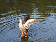 カルガモ(相模大野中央公園)(2024年6月撮影)の拡大写真を表示