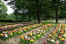 スカシユリ(県立相模原公園)の拡大写真を表示