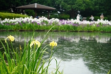 花菖蒲園を訪れて(県立相模原公園 水無月園)の拡大写真を表示